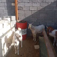 فروش دوعد بز پاکستانی