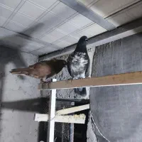 کفتر یا کبوتر