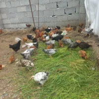 جوجه دوماهه نیم دونه ای ۲۶۰