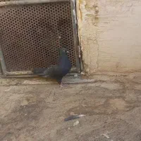 جوجه زاغ کاکلی گمشده|پرنده|قم, کیوانفر|دیوار