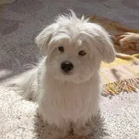 واگذاری سگ پامر رایگان