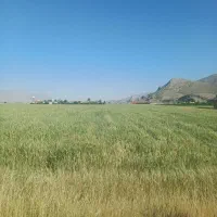 3-هکتار-زمین-کشاورزی-با-سند-تک-برگ