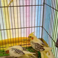 طوطی عروس هلندی