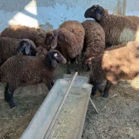 میش و بره جوان و بره نر کیلویی|حیوانات مزرعه|خمین, |دیوار