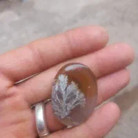 شجر تک درخت