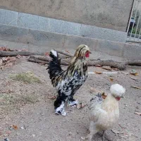 خروس سلطان