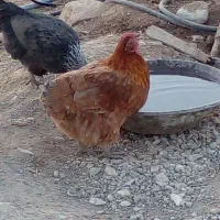 مرع بیرانشهر