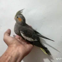 2عدد عروس هلندی۴ماهه تازه دونخور شدن|پرنده|صفادشت, |دیوار