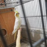 عروس هلندی لوتینو ماده کار داده