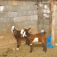 بزغاله نرو ماده