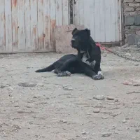 سرابی ۱سال ۲ماه