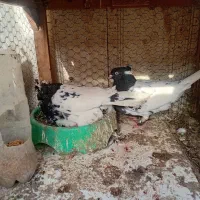 کبوتر  یاکفتر کله سیاه دروشت باجوجه