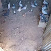 کبوتر فروش|پرنده|بیجار, |دیوار