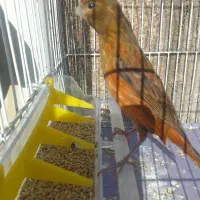 قناری سرخ شتری سرخ