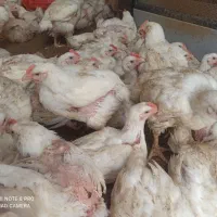 مرغ گوشتی ارگانیک