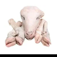 کله پاچه و سیرابی تمیز میکنم