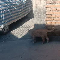 فروش گربه (بچه پلنگ)