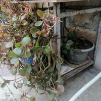 فروش گل طبیعی|گل و گیاه طبیعی|شیراز, شهرک مهدیآباد|دیوار