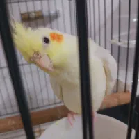 عروس هلندی لوتیونو|پرنده|علی‌آباد کتول, |دیوار