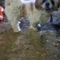 یک سگ پاکوتاه