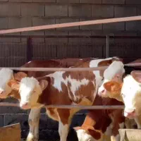 دامشهر بندرترکمن فروش بهترین گوساله پرواری