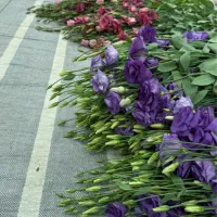 استخدام در گلخانه گل شاخه بریده|استخدام صنعتی، فنی، مهندسی|گلمکان, |دیوار