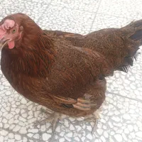 مرغ گلپایگانی