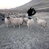 میش داشتی|حیوانات مزرعه|صحنه, |دیوار