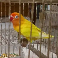 طوطی کوتوله برزیلی فیشر طلایی