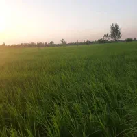 فروش باغ پرمحصول روستای آقاجری