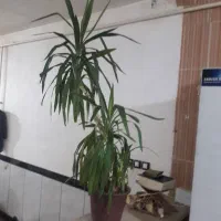 گل سرحال|گل و گیاه طبیعی|هرسین, |دیوار