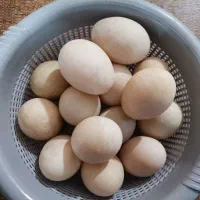 تخم اردک خارجی