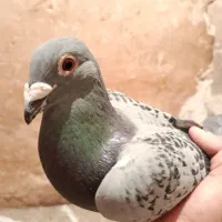 پلاکی گرفتنی امروز