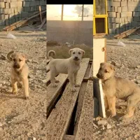 سگ نر و ماده سرابی