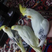 طوطی عروس هلندی البینو لوتینو|پرنده|اهر, |دیوار