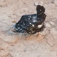 مرغ|حیوانات مزرعه|لاران, |دیوار