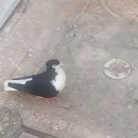 مجسمه  کبوتر یا کفتر