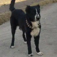 سگ قهدریجانی|سگ|پیر بکران, |دیوار