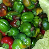 فلفل دلمه گوسفندی