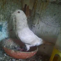 چنتادورگ کرم وچاپی وابلغ