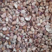 لوبیا چیتی شکسته|خوردنی و آشامیدنی|قم, انسجام|دیوار