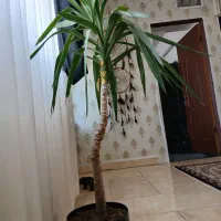 گل وگلدان