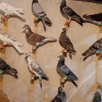 کفتر پلاکی|پرنده|شیراز, انجیره|دیوار