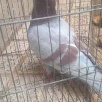 کبوتر مسافتی