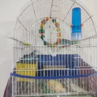 مرغ عشق|پرنده|مهاباد (آذربایجان غربی), |دیوار