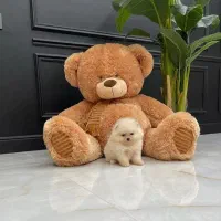 فانتزی و گارد واگذار