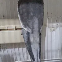 **جفت طوطی عروس هلندی نر سخنگو|پرنده|لنگرود, |دیوار