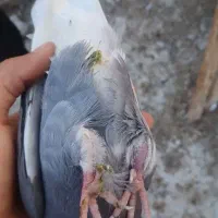 کبوتر‌پرشی‌‌برای‌فروش|پرنده|گرگان, |دیوار