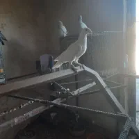 کبوتر یهودی وهومر|پرنده|ترکمانچای, |دیوار