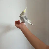 عروس هلندی بالغ|پرنده|زیباشهر, |دیوار